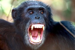 APES1